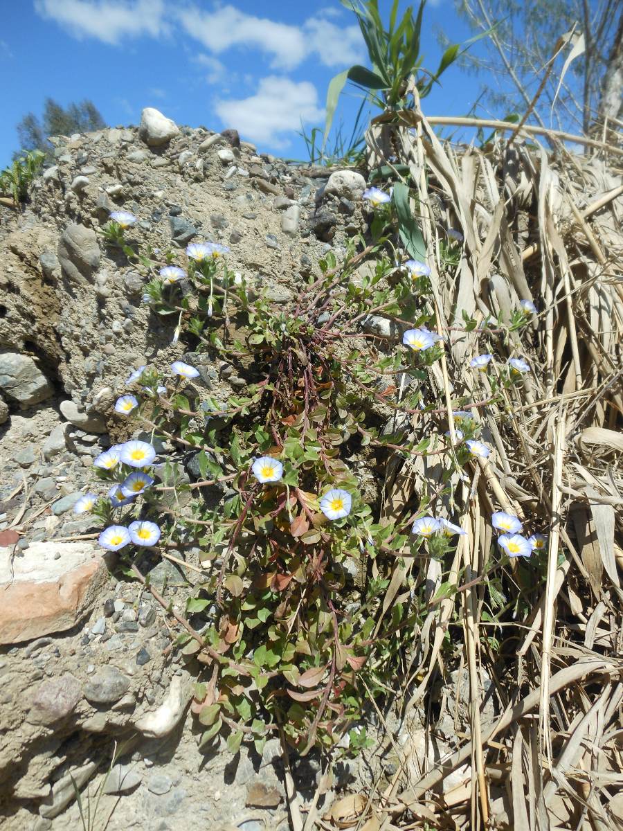 Convolvulus tricolor L. subsp. cupanianus / Vilucchio di Cupani